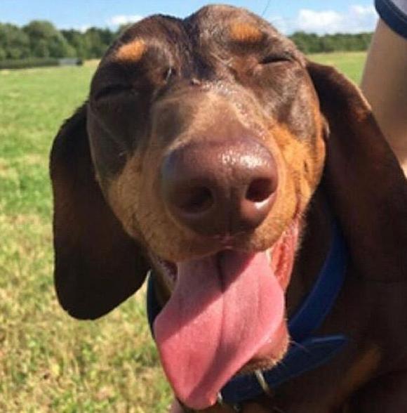 狗狗的尾巴下垂是不开心吗,狗狗尾巴尖下垂