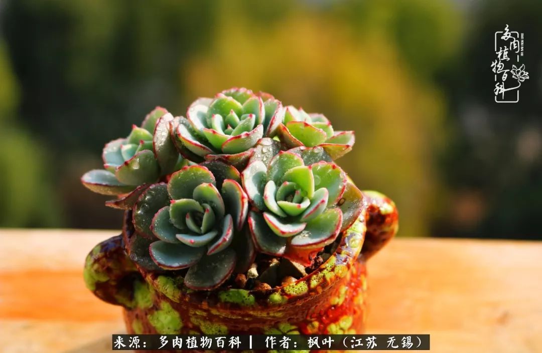 多肉与生命感悟,多肉时光