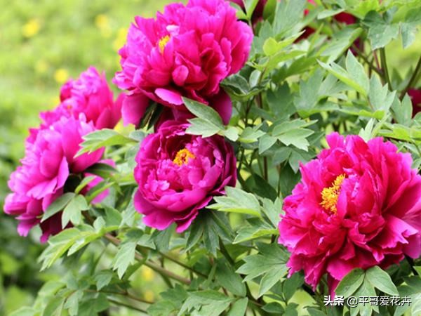 牡丹叶片萎蔫？都是这“4个方面”惹的锅，及时补救还来得及