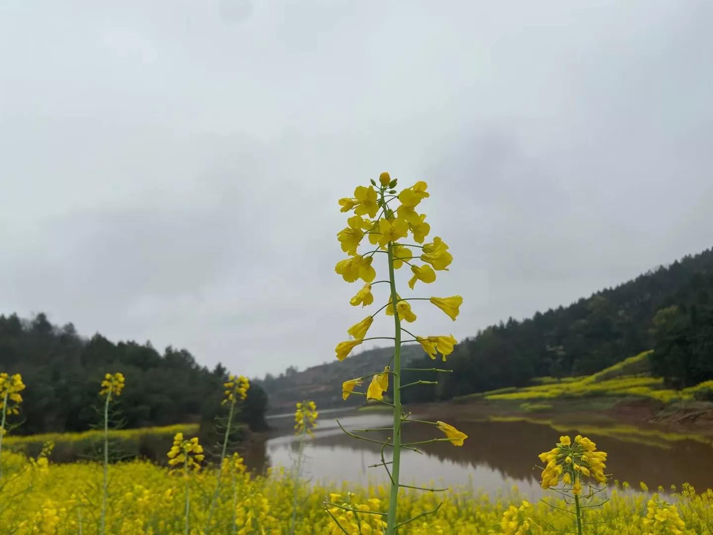 永远的怀念图,永远的怀念王爱华