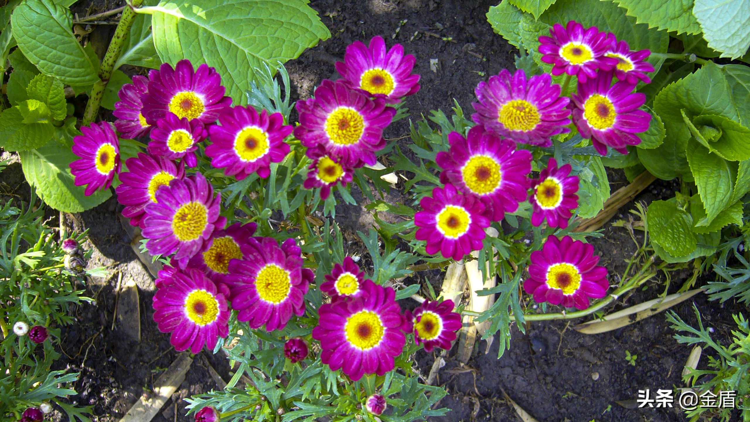 茼蒿花漂亮,木茼蒿花简介
