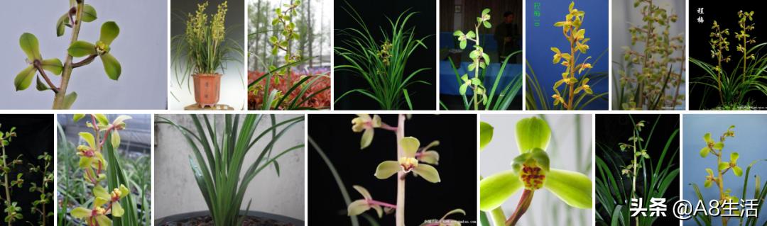 每日一兰花故事～中国兰花.惠兰名品.大一品