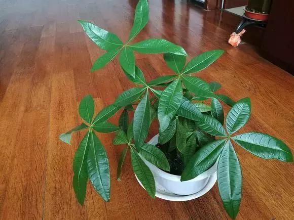 发财树水浇多了有点烂根怎么办呀,发财树水浇多了死了怎么救活