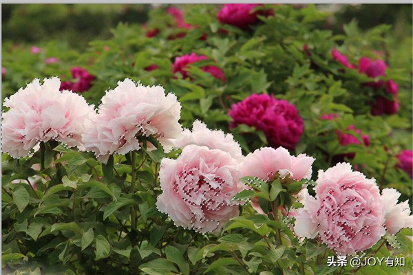 photoshop如何快速建立选区,photoshop选区全选的快捷键