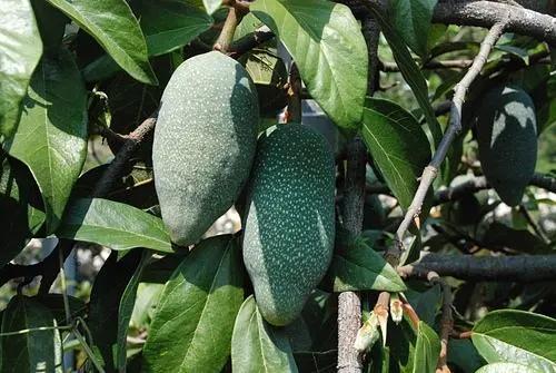 盘点那些好吃还不长胖的夏日冰品,夏天好吃的冰食品有哪些