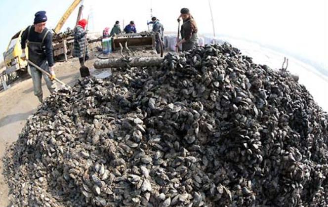 海虹挑选方法,怎么辨别海虹新鲜