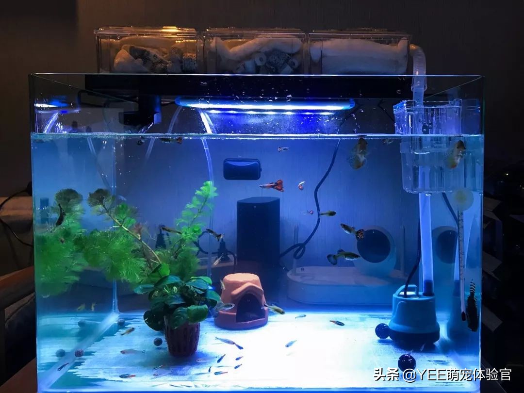 硝化细菌无处不在吗,有没有真正有用的硝化细菌