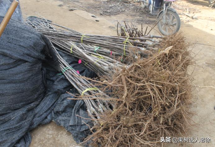 樱桃树如何正确种植,樱桃好吃树难栽真的就这么难么