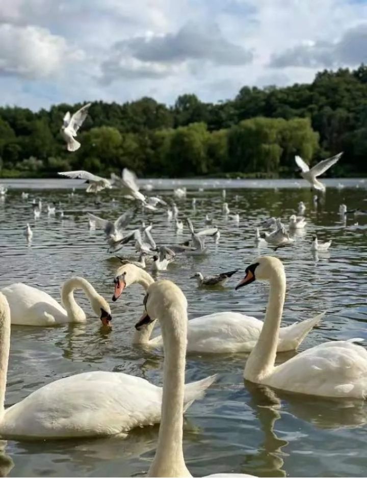 Kensington、Kingston傻傻分不清？带你走进国王的领地金斯顿