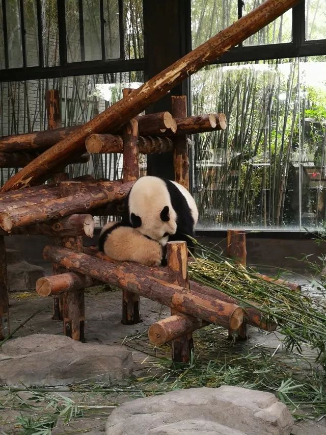 在上海迪士尼怎么玩比较快呢,在上海迪士尼玩一整天