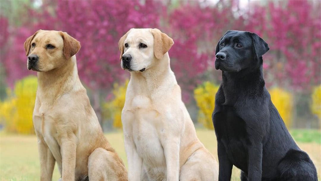 拉布拉多老了长啥样,拉布拉多老了还会怀孕吗