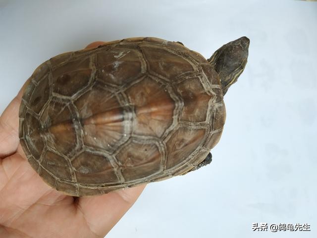 乌龟清肠到哪种程度属于清肠完成,乌龟冬眠前为什么要清肠