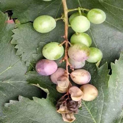 葡萄得了水罐子病怎么办,葡萄水罐子病