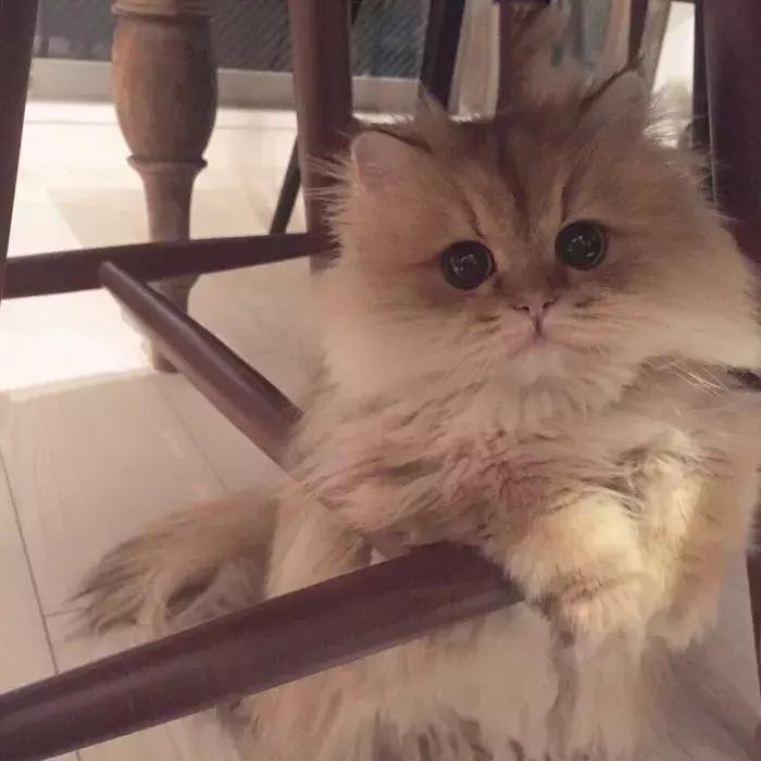 猫咪怀孕怎么才知道,猫咪怀孕怎么办呀