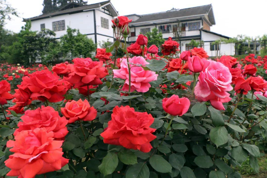 月季花有刺和无刺哪个好养,月季花还是三角梅好养