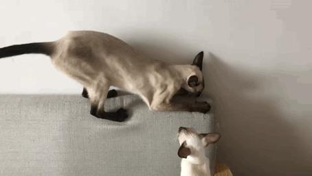 猫咪平替好物推荐,提高猫咪生活质量的几款好物