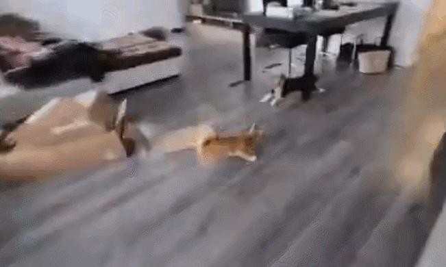 猫咪界干饭王,喵界干饭王