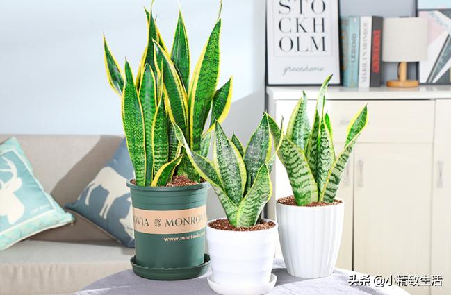 除甲醛的绿植和花卉,除甲醛绿植第一名又好养