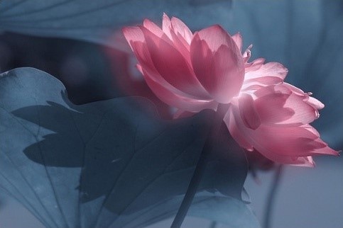 出淤泥而不染濯清涟而不妖高清图,出淤泥而不染濯清涟而不妖音频