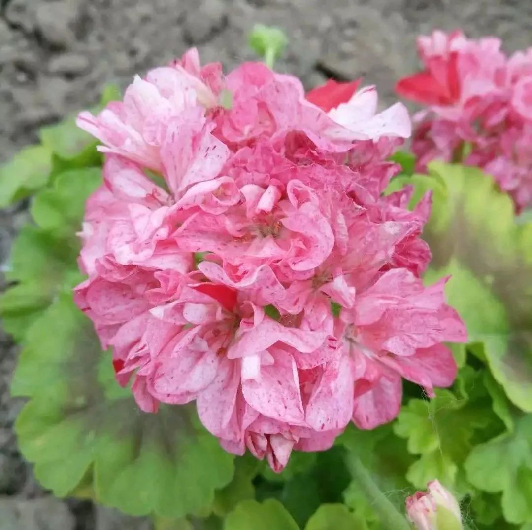 这种花别乱浇水水越多越不开花,这种花不怕冷好养易活