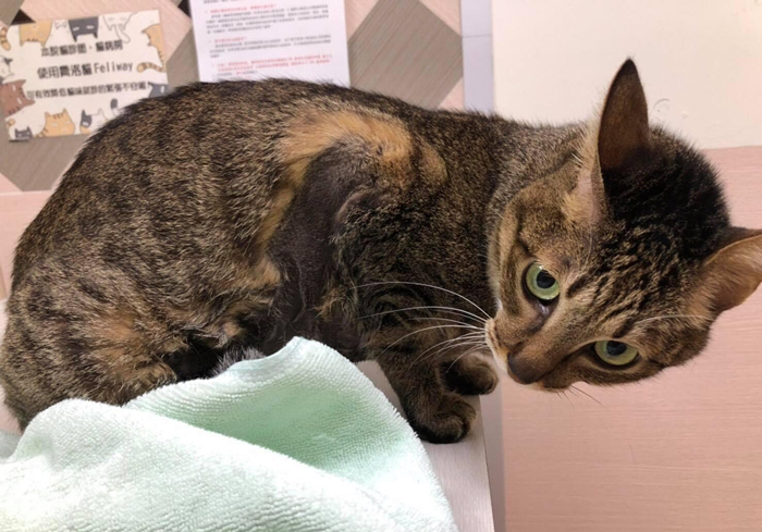 猫咪肾衰用降磷喂食法恢复正常后就是治愈?不,仍需持续控制