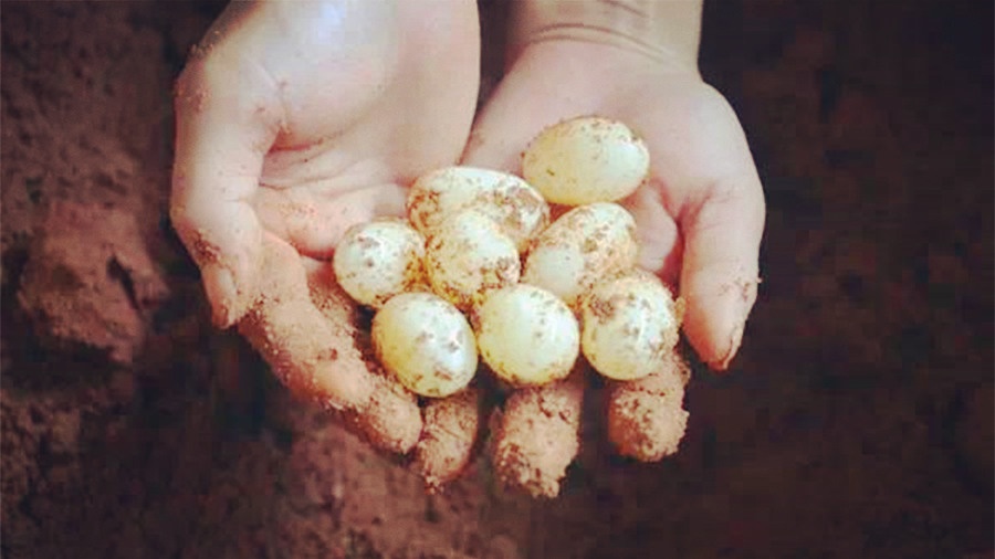 刚出壳的小乌龟卵黄袋怎么处理,乌龟产软壳蛋咋办