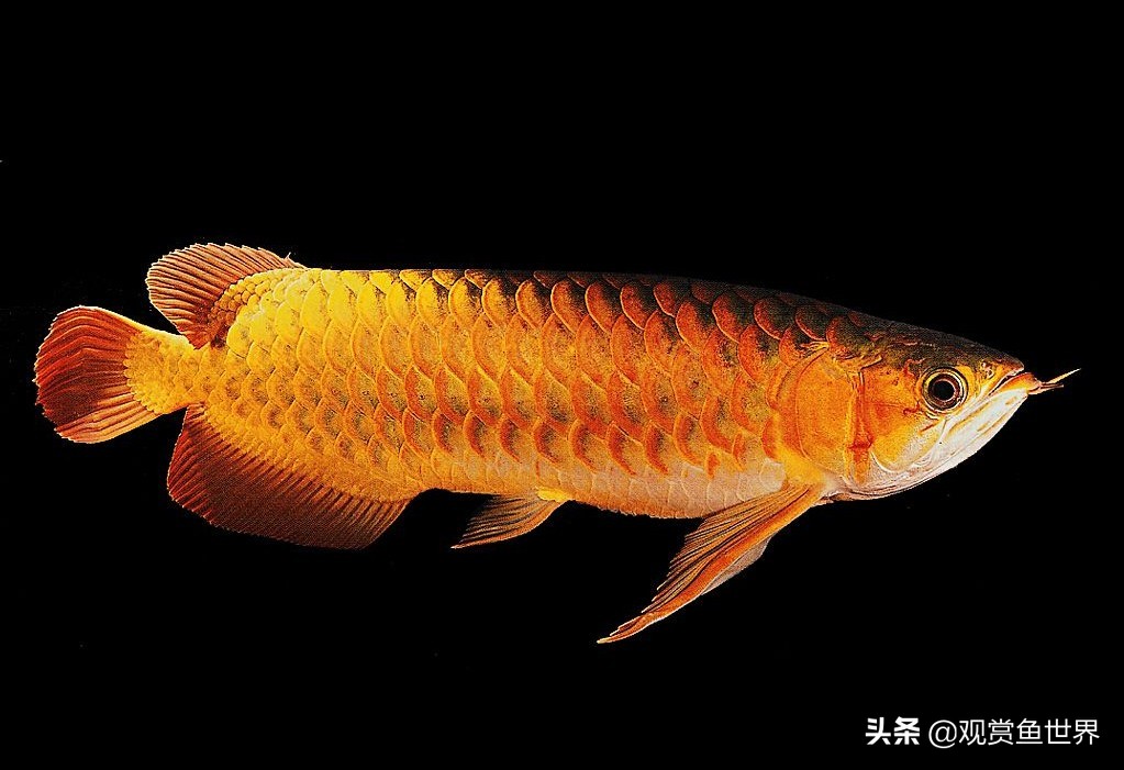 龙鱼掉眼的防治,预防龙鱼掉眼的方法你知道多少呢