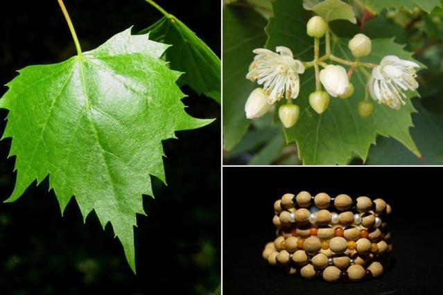 菩提子为什么是有香味儿的,你知道菩提子是什么吗