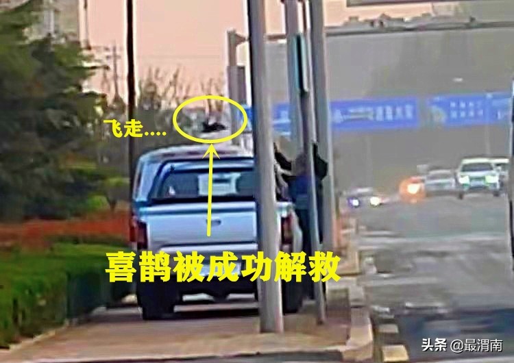 喜鹊爪子出血了,男子救喜鹊幼鸟放飞三次又飞回