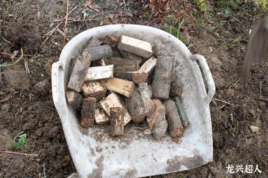 达州道地药材天麻,正宗中药材天麻