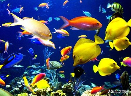 怎样区别同义词和近义词,学习的近义词和反义词是什么