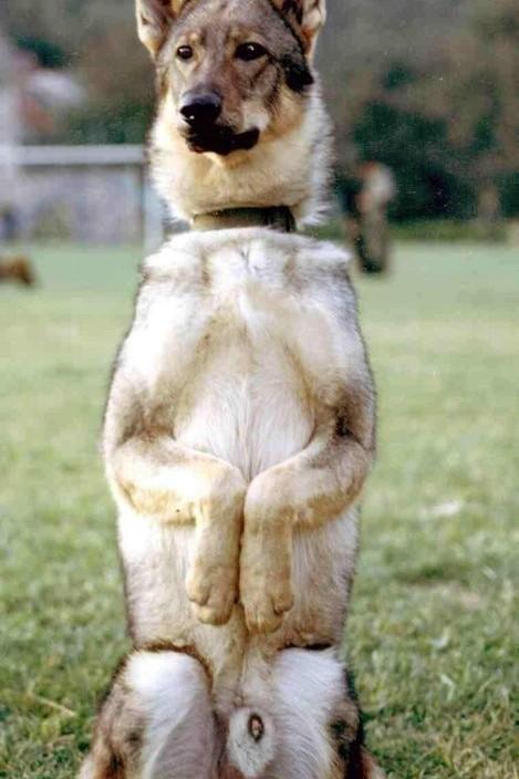 狗狗大全,送给喜欢狗的人）