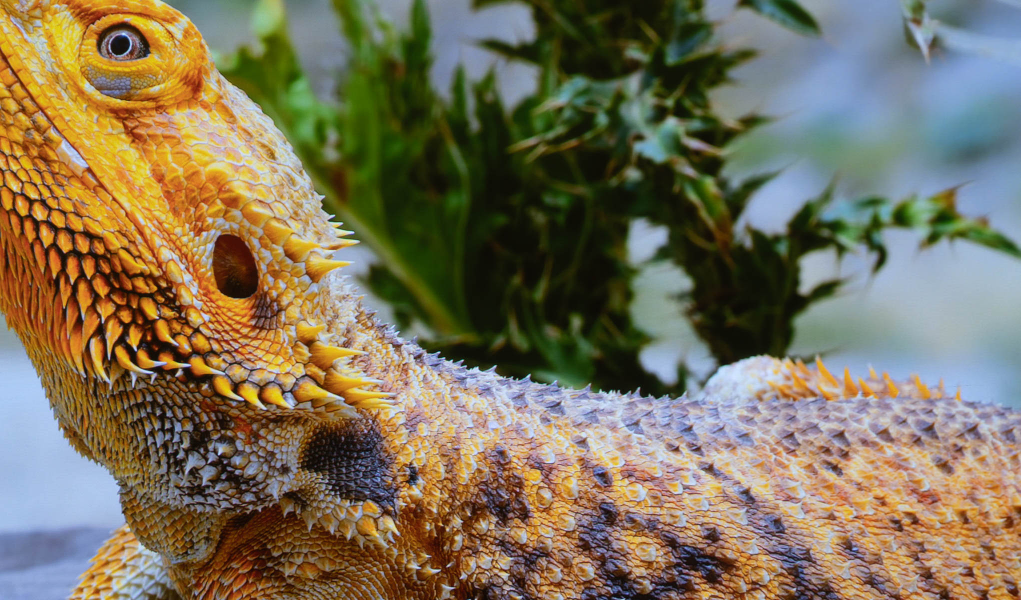 激光电视真的好用么？峰米激光电视4KCinema全网首测！