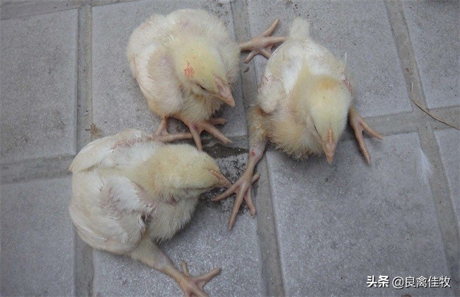 鸡脚软怎么办最有效方法,鸡脚发软怎么治
