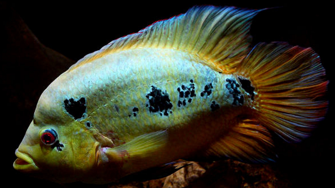 南美慈鲷,慈鲷有黑色的吗