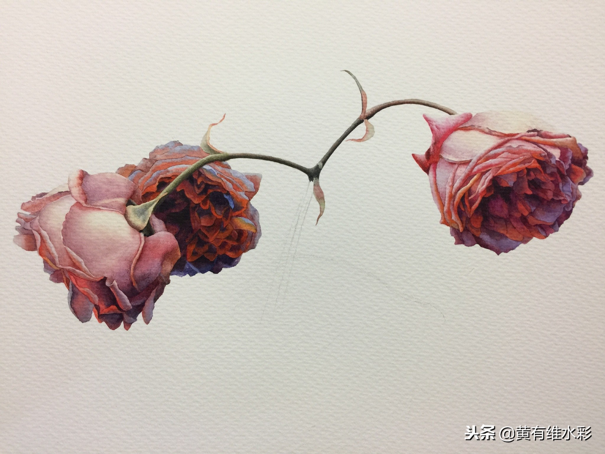 水彩教程简单好看手绘图片,水彩教程画花