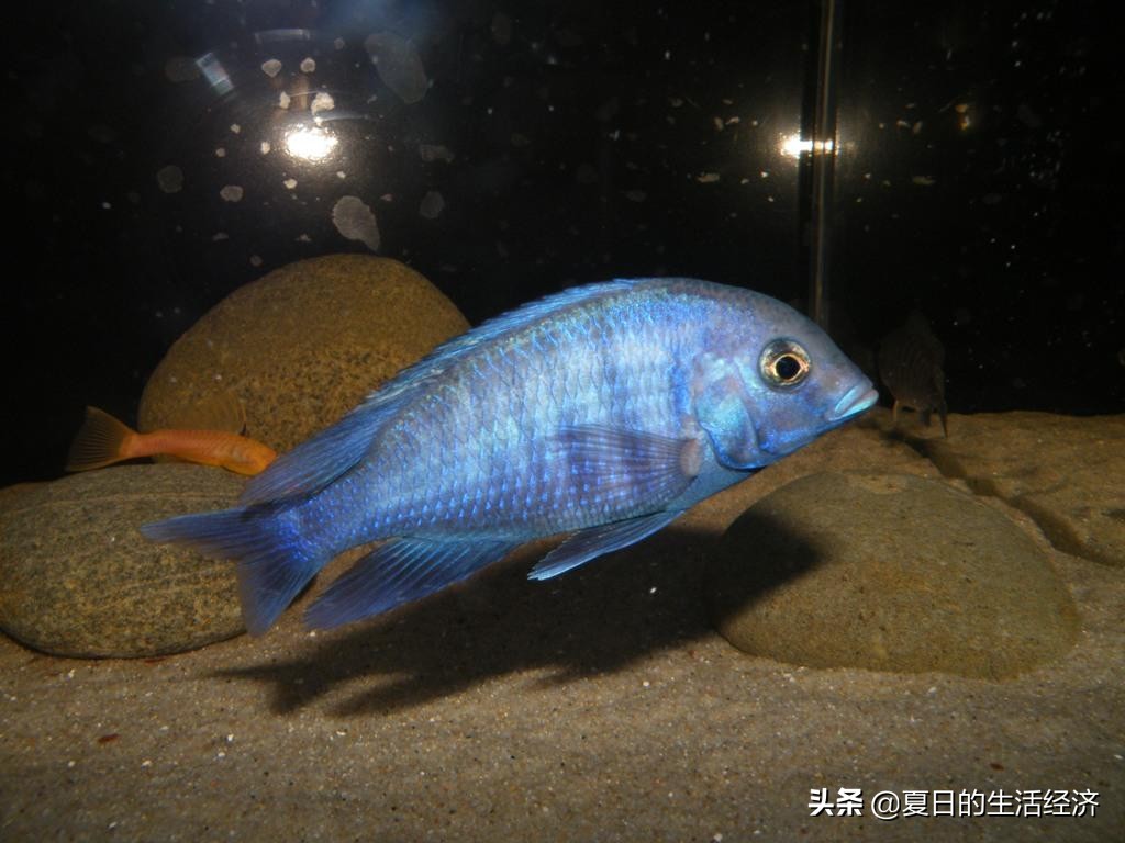 回忆三湖,三湖慈鲷纪念