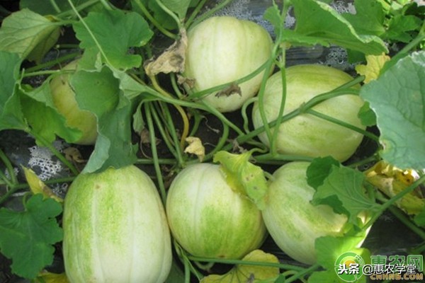 甜瓜种植的最佳时间,甜瓜苗的种植方法和注意事项