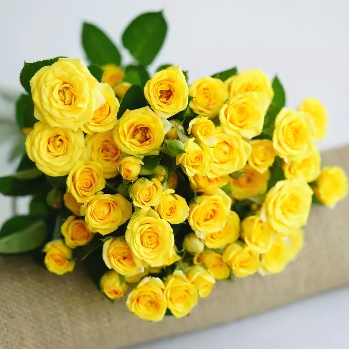 花店常用玫瑰花品种大全,一篇文章带你认识三亚40种花