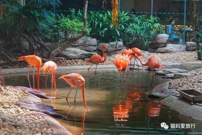 2天游玩广州长隆野生动物园攻略,广州长隆野生动物园步行游玩攻略