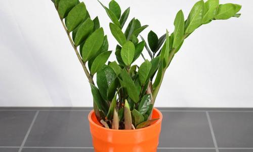 金钱树怎么才能养得又粗又壮,如何养金钱树才能枝繁叶茂