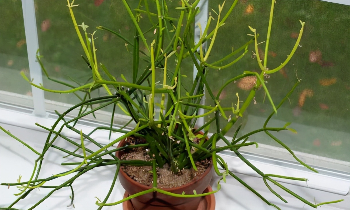 多肉光棍树喜酸还是喜碱,光棍树多肉怎么解毒