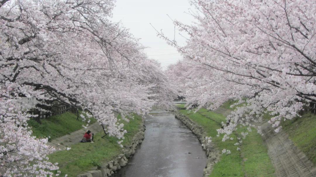 不会日语可以去日本旅游吗,不会日语去日本打工怎么样