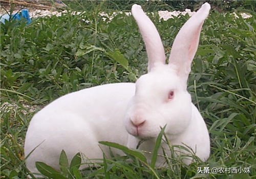 肉兔怎么养才能长得快,肉兔怎么养才能养得好