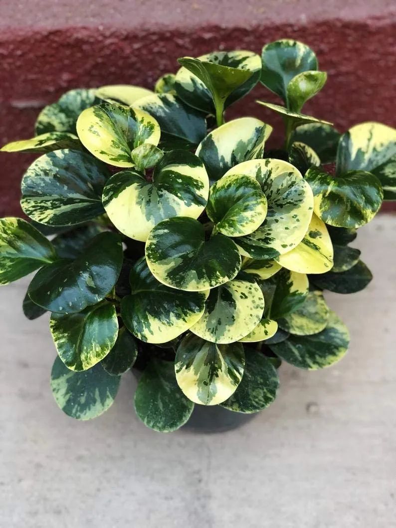 碧玉怎么养开花,碧玉盆栽的花怎么养好活