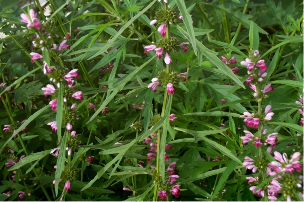 月经过多掉发严重怎么办,月经特别多血崩了