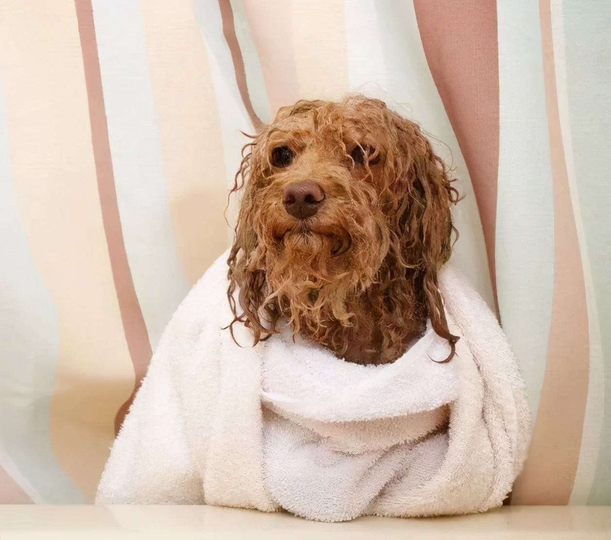 狗狗最初是白毛现在变黄怎么回事,刚一个月的狗狗毛是白黄的正常吗