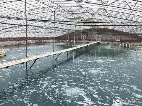 养殖塘水面泡沫怎么处理掉,养殖过程中池塘淤泥处理办法