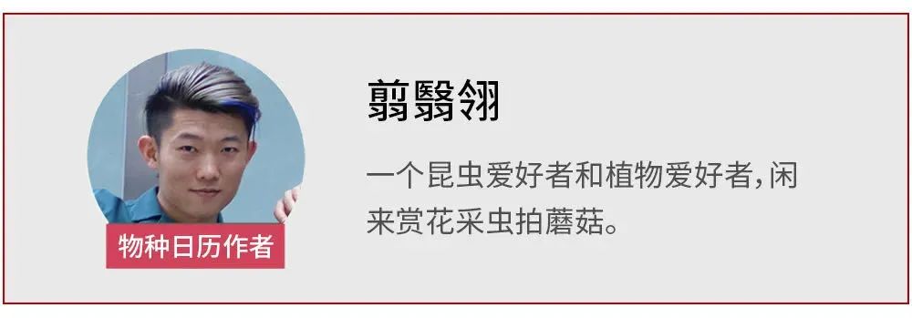 爬山虎的脚课文的优美词汇,爬山虎的脚是几年级课文