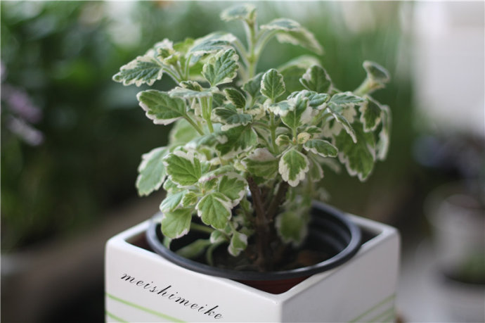 盲目使用丰胸产品危害,乳腺癌和丰胸有关系吗